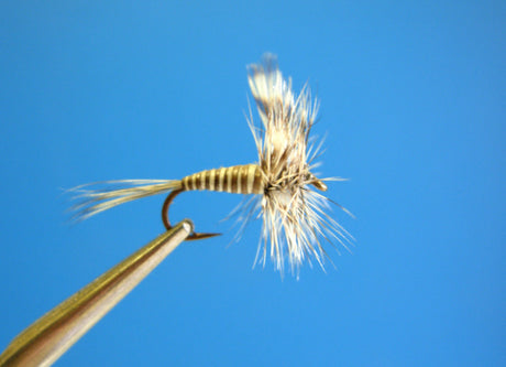 Dragonfly Mosquito