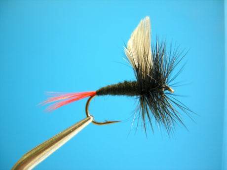 Dragonfly Black Gnat