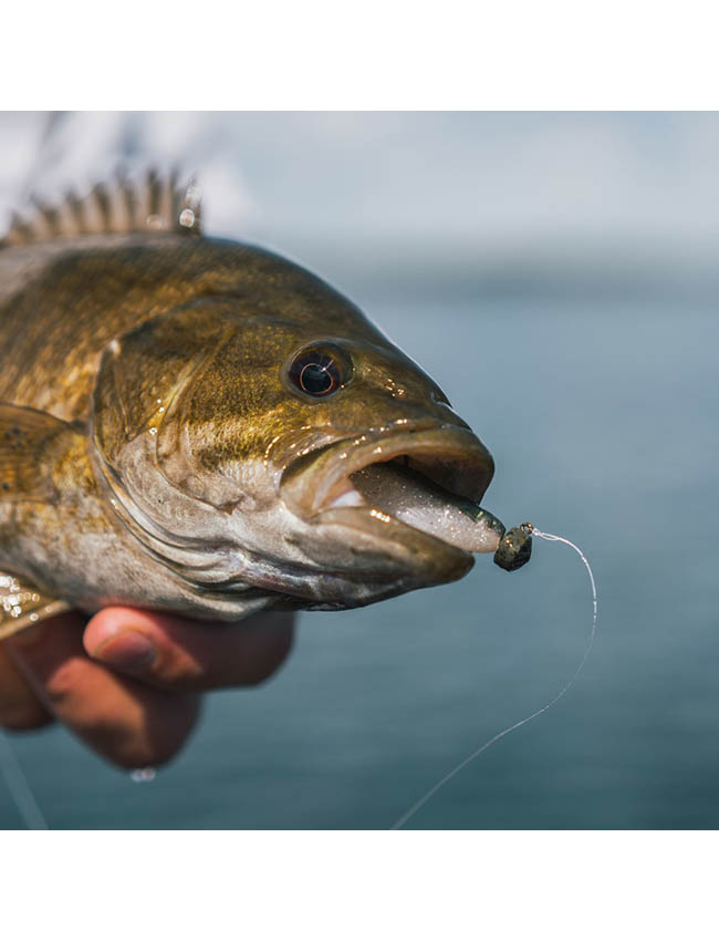 Rapala Crushcity - The Suspect - Baitfish