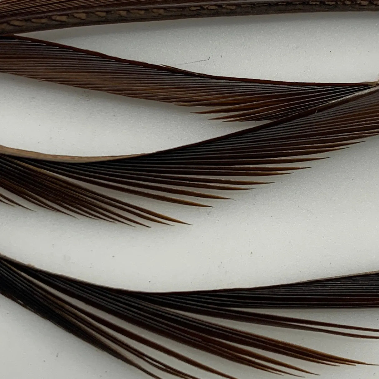 Hareline Stripped Goose Biots - Prince Nymph Brown #395 Hareline Dubbin