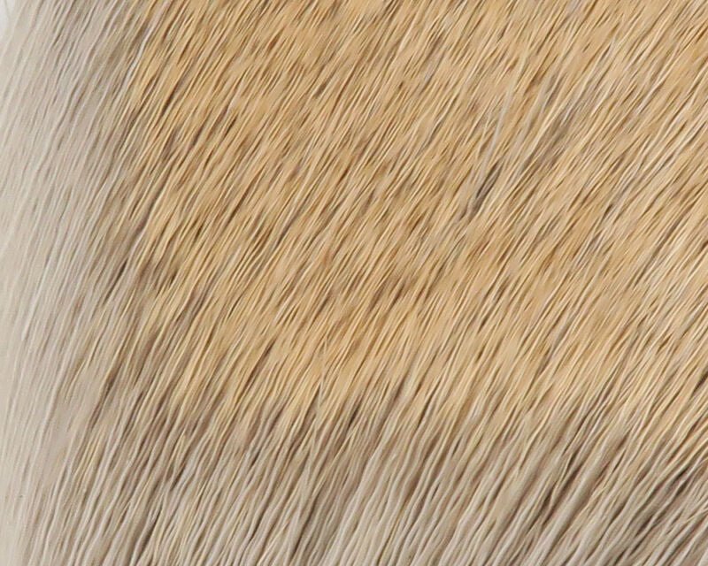 Coastal Deer Hair - Spawn Fly Fish - Hareline Dubbin