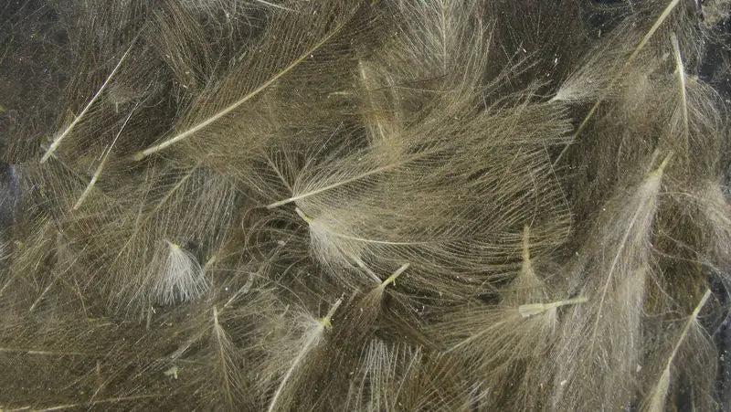 Hareline UV2 Select CDC Feathers - Natural Brown Gray #012 Hareline Dubbin