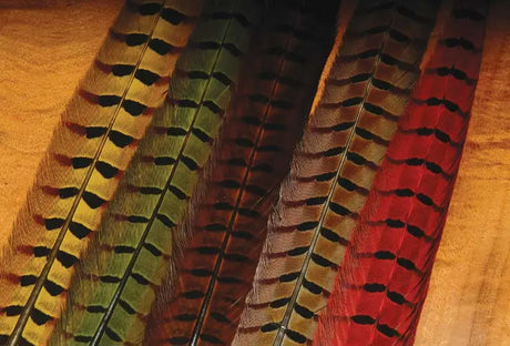 Ringneck Pheasant Tails - The Flyfisher