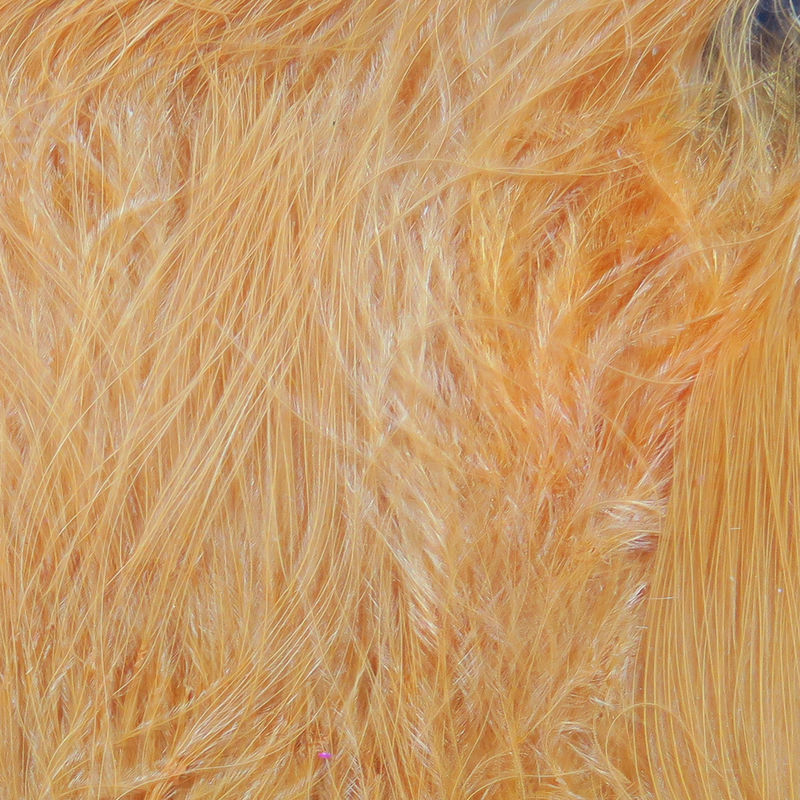 Hareline Marabou Strung Blood Quills - Peach #281