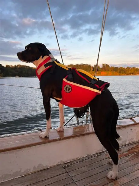 Dog wearing a red Mustang Foam Dog Life Vest while standing on a sailboat, demonstrating premium flotation and boating safety.