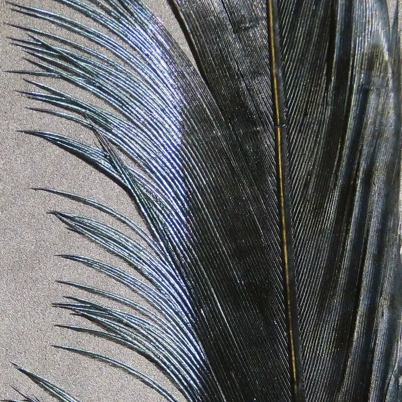 Hareline Ringneck Pheasant Tail Feathers - Black #11 Hareline Dubbin