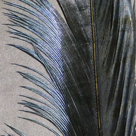 Hareline Ringneck Pheasant Tail Feathers - Black #11 Hareline Dubbin