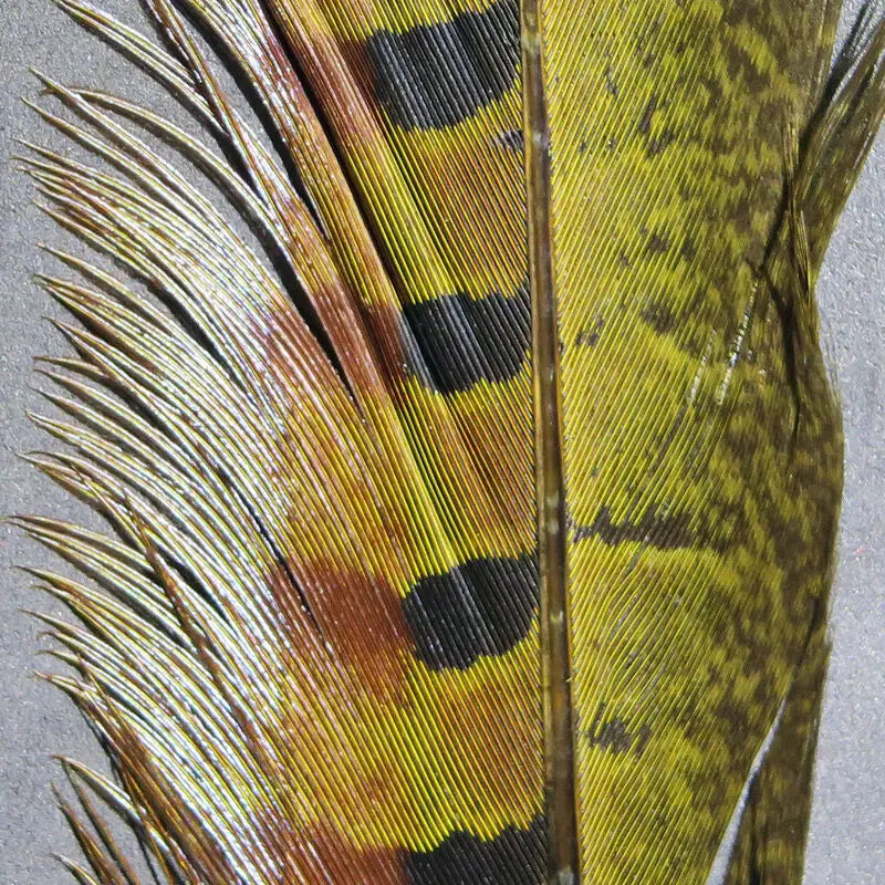 Hareline Ringneck Pheasant Tail Feathers - Olive #263 Hareline Dubbin