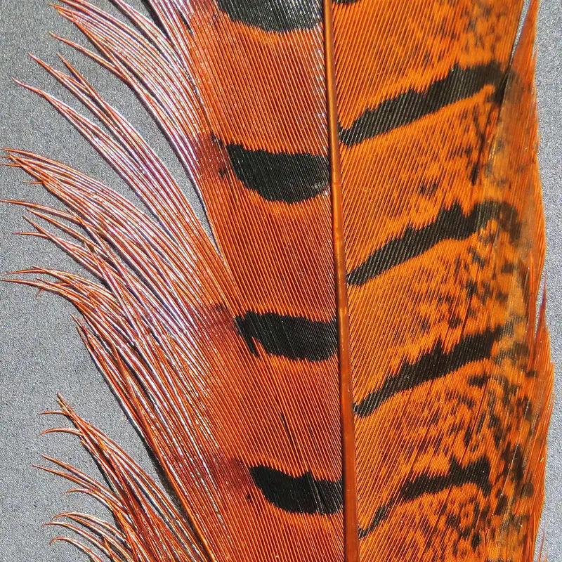 Hareline Ringneck Pheasant Tail Feathers - Orange #271 Hareline Dubbin