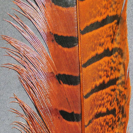 Hareline Ringneck Pheasant Tail Feathers - Orange #271 Hareline Dubbin
