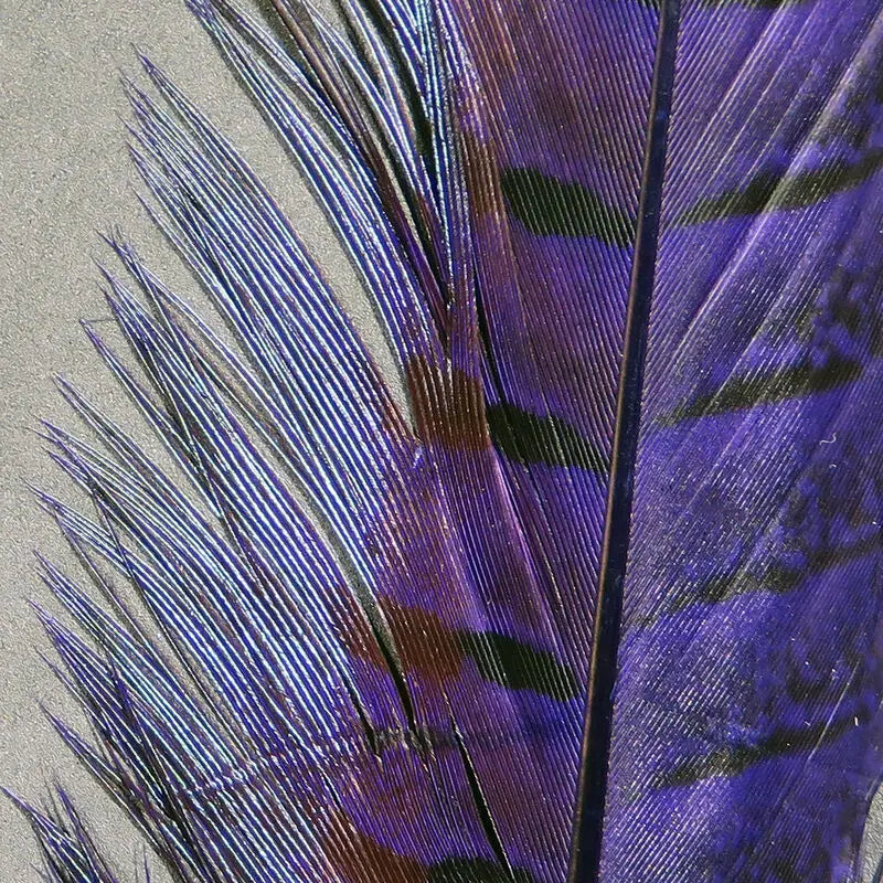 Hareline Ringneck Pheasant Tail Feathers - Purple #298 Hareline Dubbin
