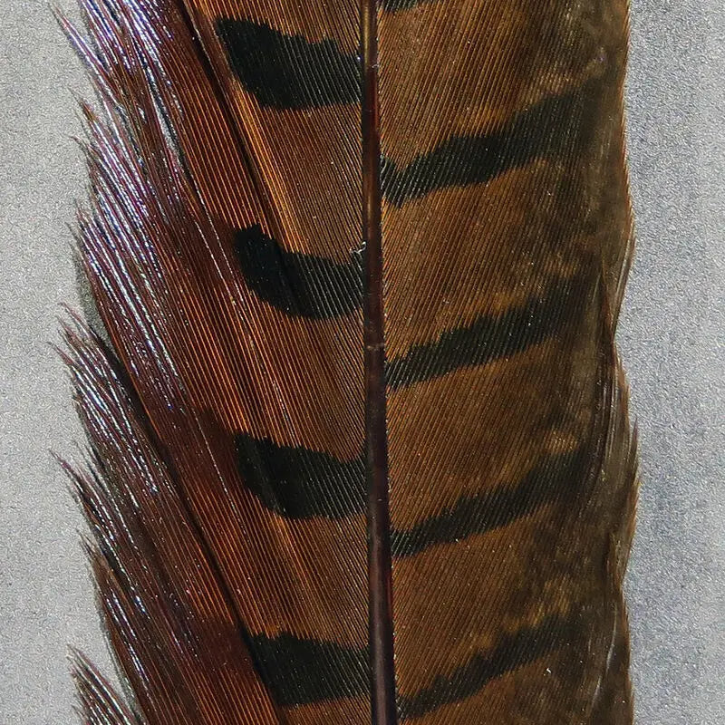 Hareline Ringneck Pheasant Tail Feathers - Brown #40 Hareline Dubbin