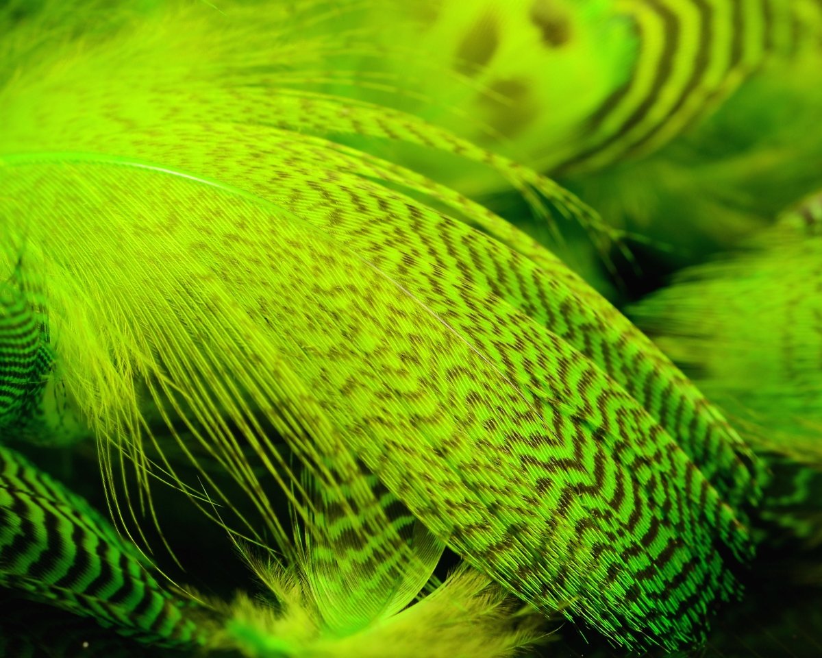 Hareline Teal Flank Feathers - Spawn Fly Fish - Hareline Dubbin