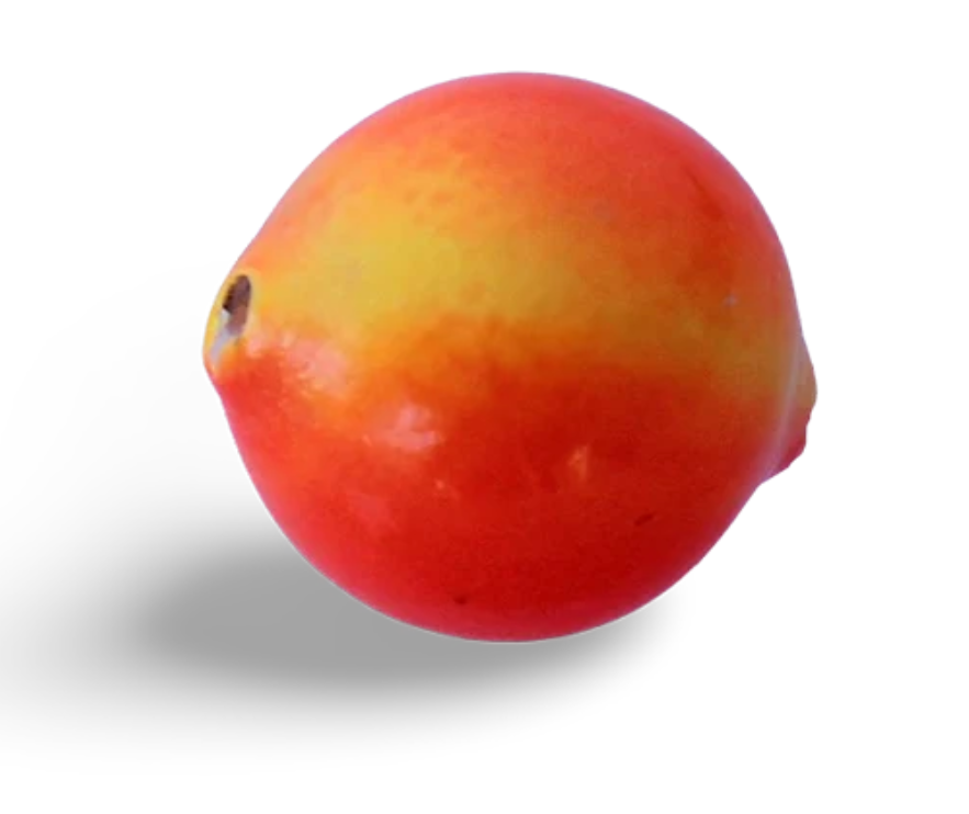 Red and yellow fruit on a white background