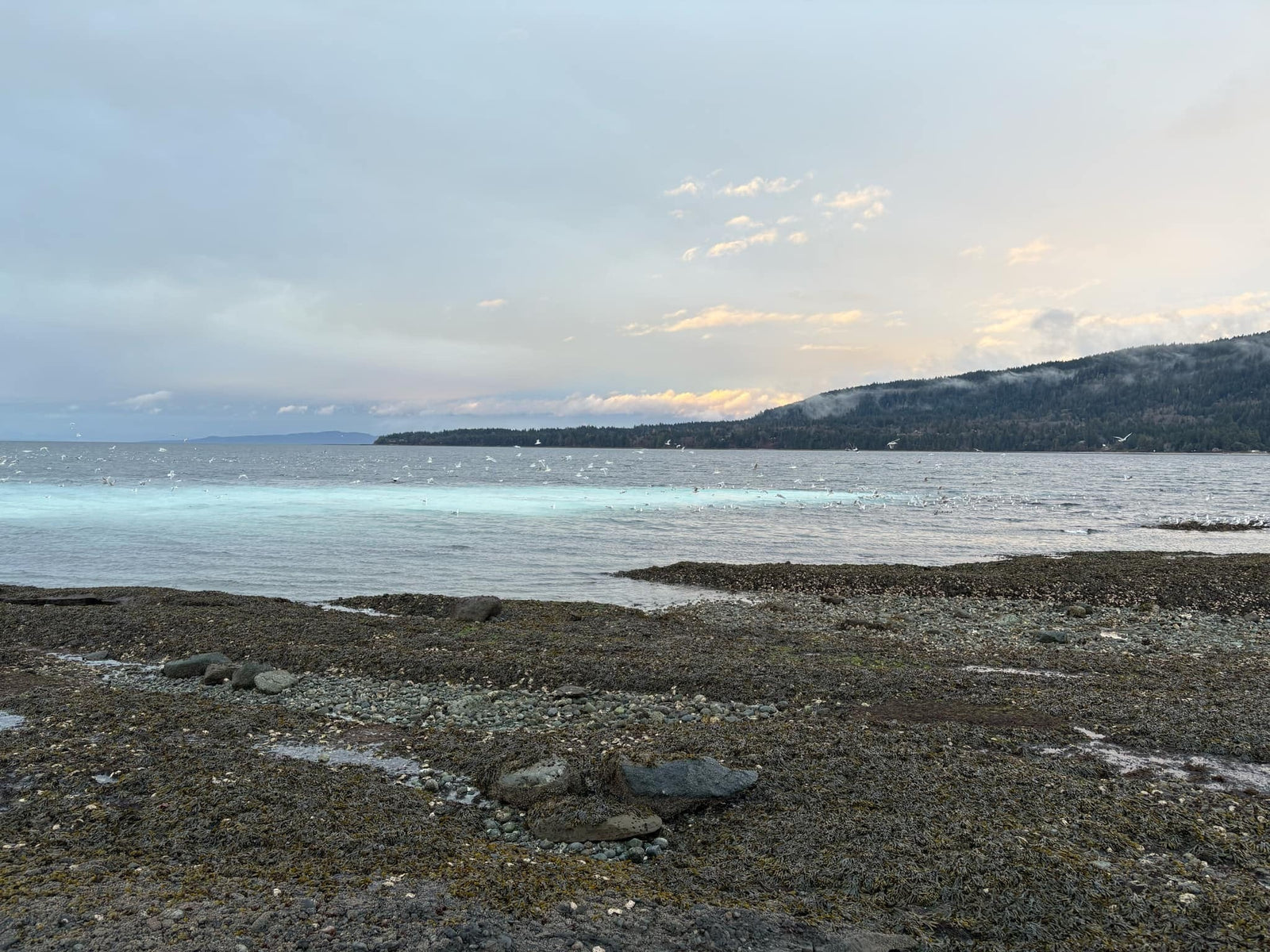Herring Weather The Harbour Chandler