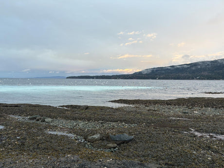 Herring Weather The Harbour Chandler
