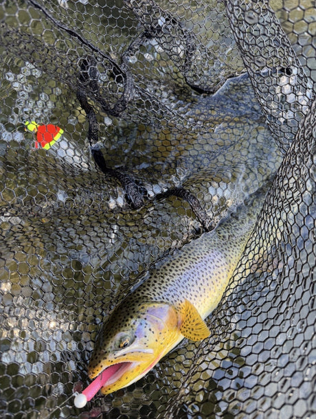 River fishing is Excellent!