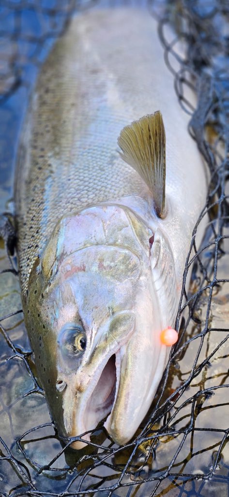 Perfect Conditions and Fish Stocking!