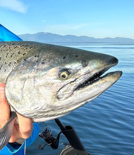 Countdown To Chinook Opening! The Harbour Chandler