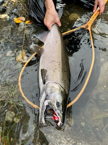Rivers Rising! Fresh Coho and Chum inbound!!