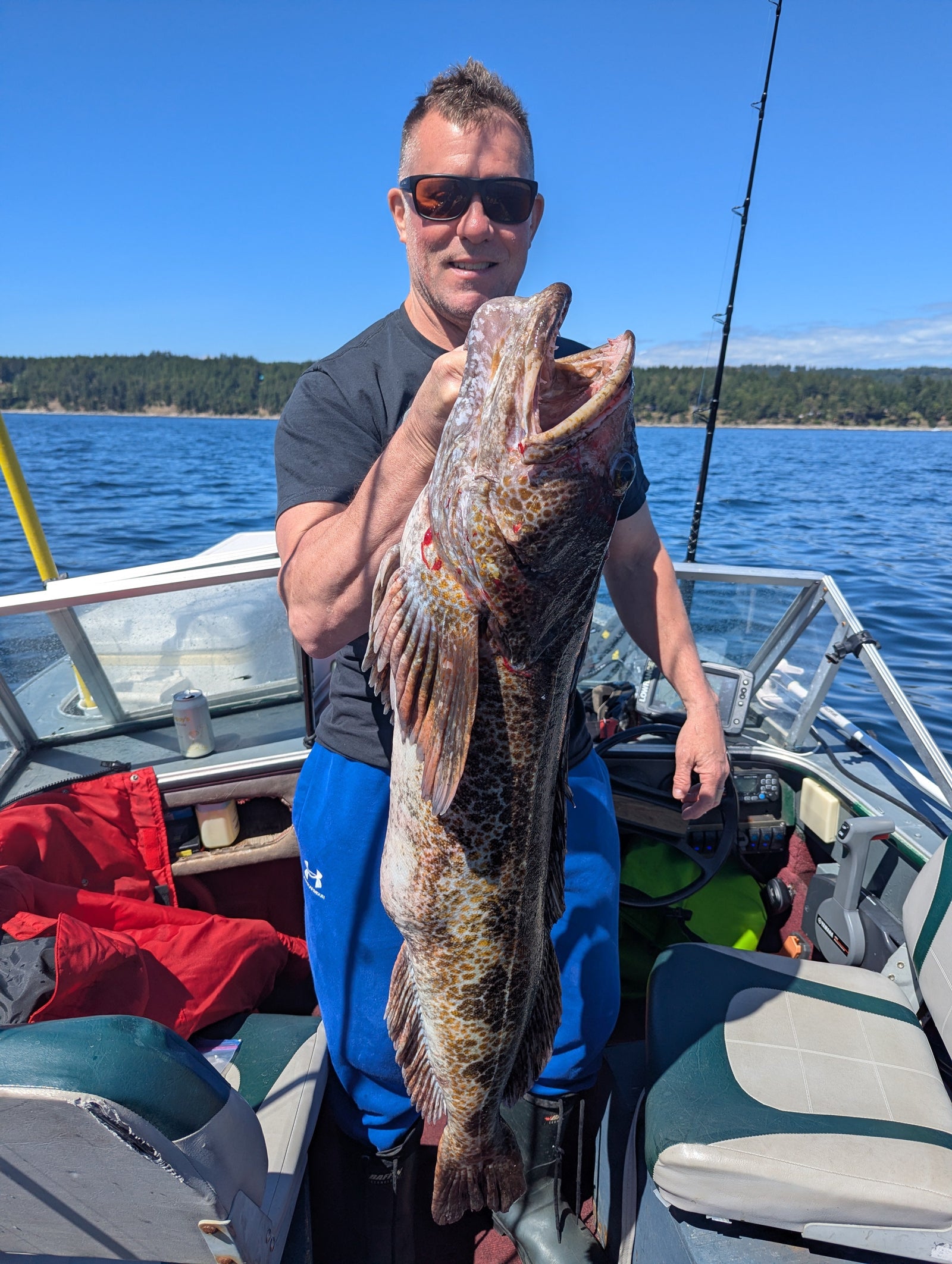 Lingcod Report & the Coho Opening Announced!! The Harbour Chandler