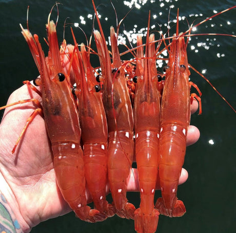 April is Prawn Season!! The Harbour Chandler