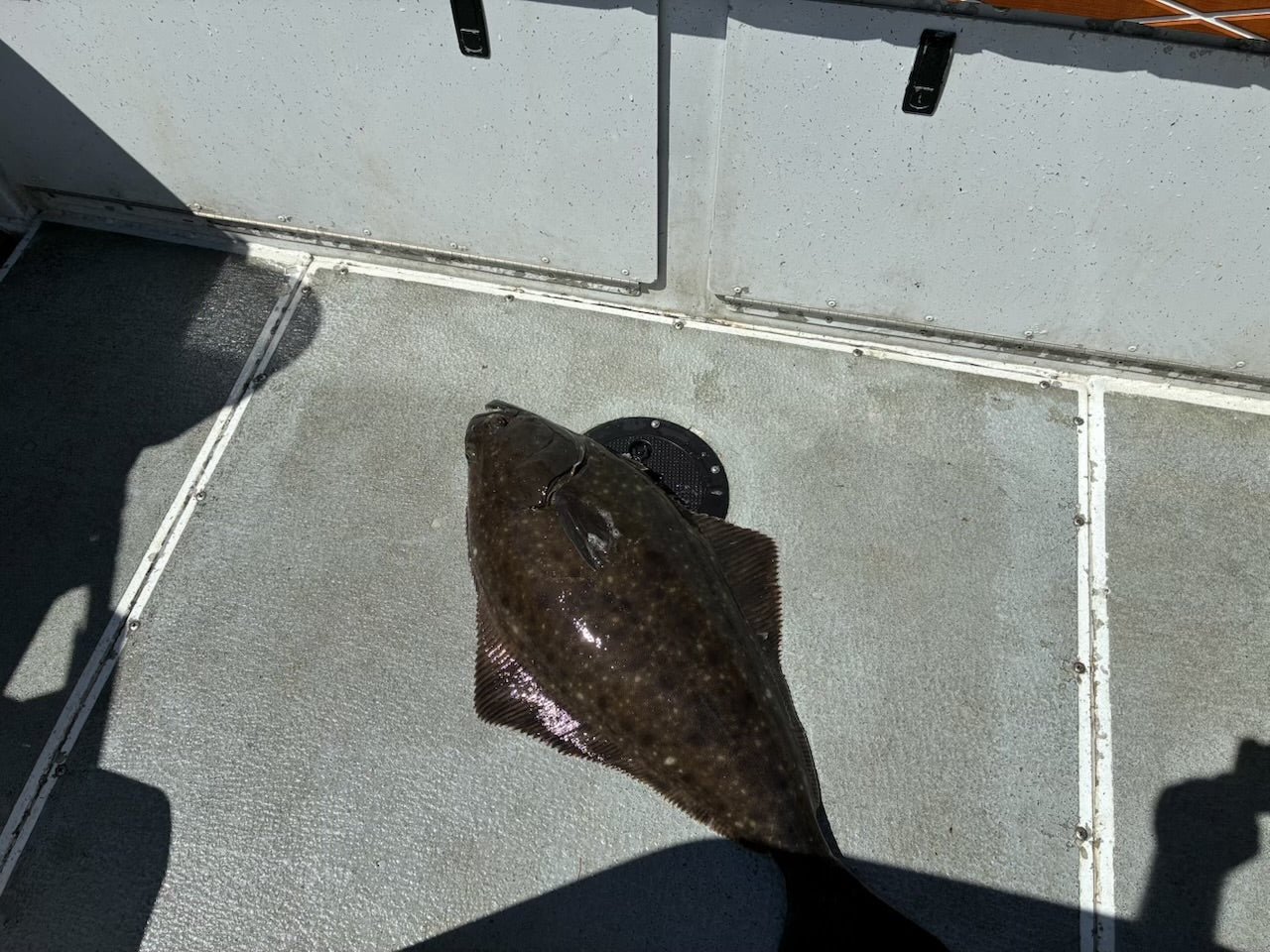 Nanaimo Halibut?!?