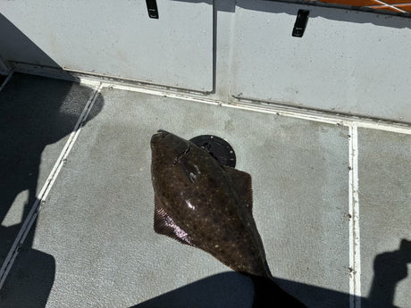 Nanaimo Halibut?!?
