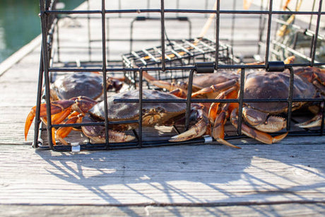 Best BC Crab Traps Folding & Box Trap Guide The Harbour Chandler