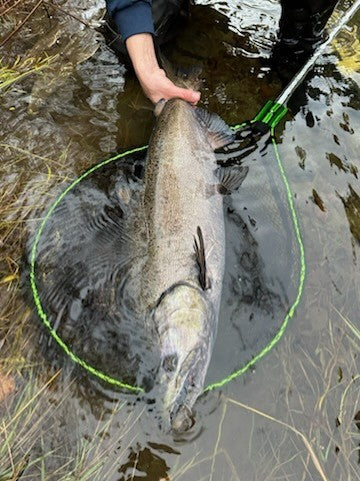 The Rain is Here, and so are the Salmon!