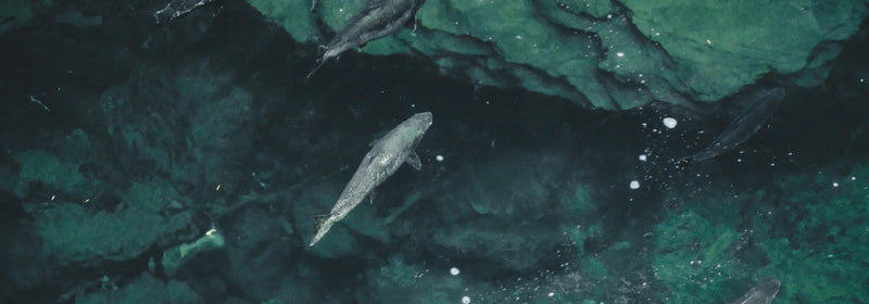 Overhead view of a salmon swimming in clear, deep green water — ideal for showcasing fishing gear collections.
