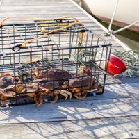 Crabbing - Prawning Accessories