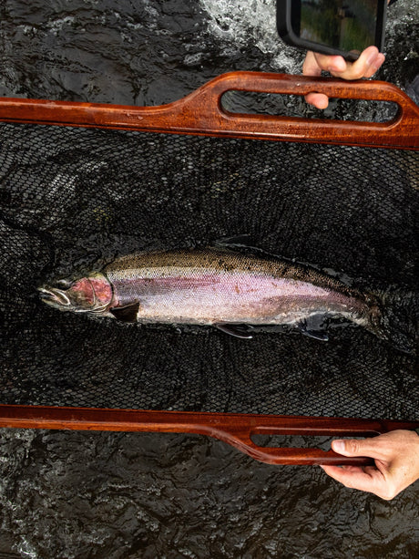 Overhead view of a steelhead resting in a wooden landing net held by two anglers on the Skeena River