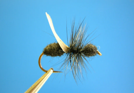 Dragonfly Flying Ant Black
