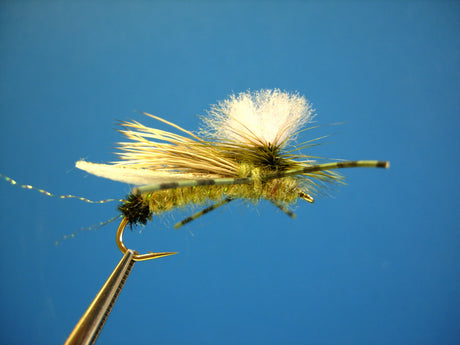 Dragonfly California Blond