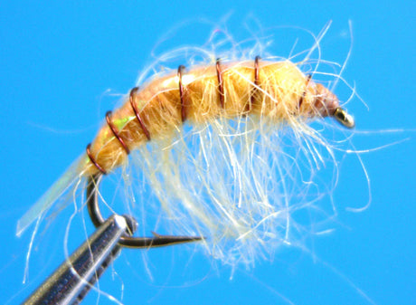 Dragonfly Pearl Shrimp #12