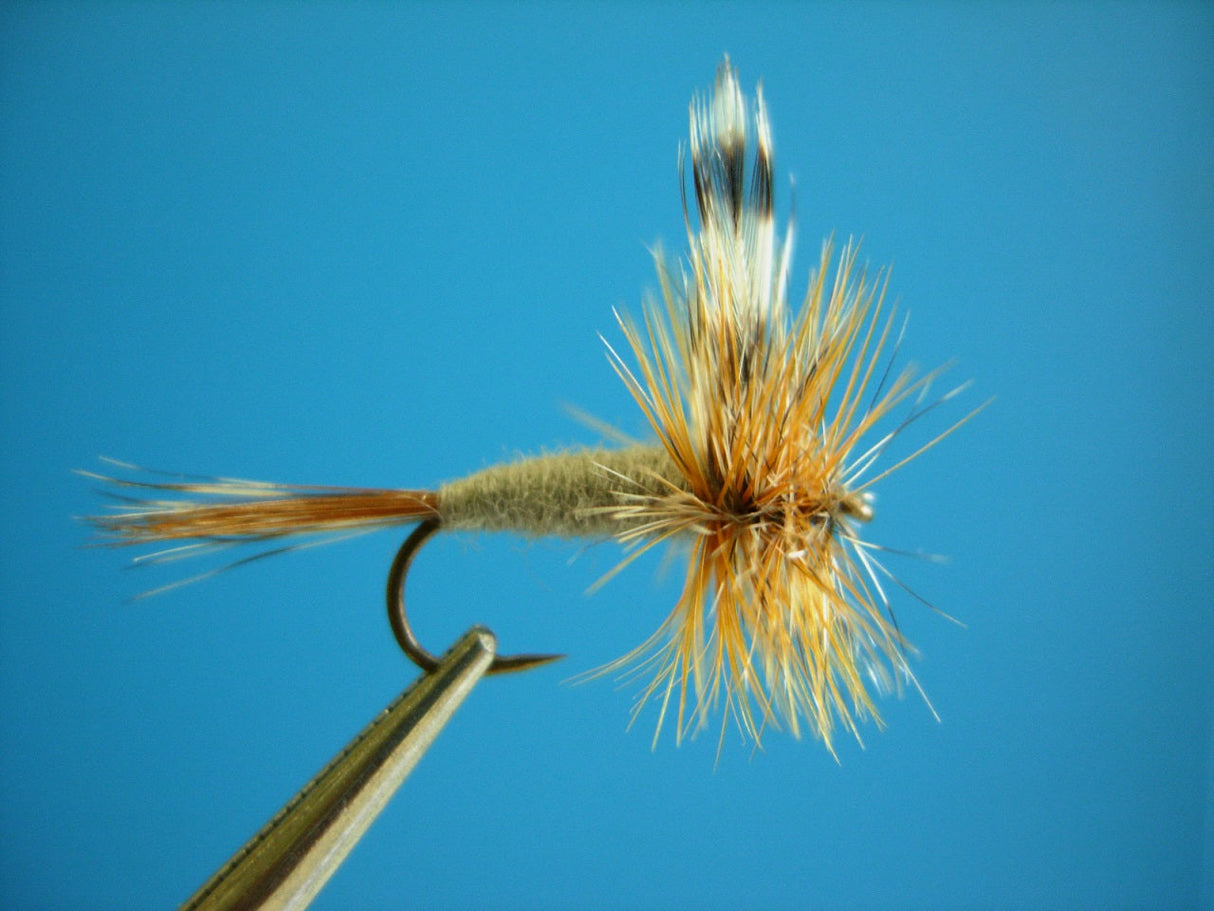 Dragonfly Adams