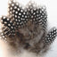 Hareline Dubbin UV2 Large Eyed Guinea Feathers Hareline Dubbin