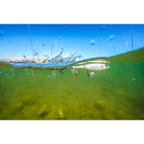 Berkley Choppo 90 Topwater - Maverick BHBCP90-MAV