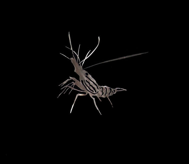 Ruggid Coast Spot Prawn 10.25" X 9.38"