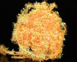 Hareline Cactus Chenille - Spawn Fly Fish - Hareline Dubbin
