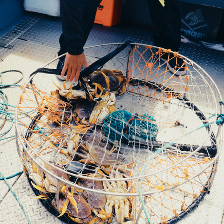 Close-up of a ring crab trap loaded with Dungeness crabs on an aluminum boat deck
