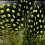 Hareline Dubbin UV2 Large Eyed Guinea Feathers Hareline Dubbin