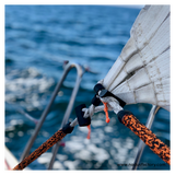 Nodus Factory Jib Sail Carabiner - Mf 3 40mm