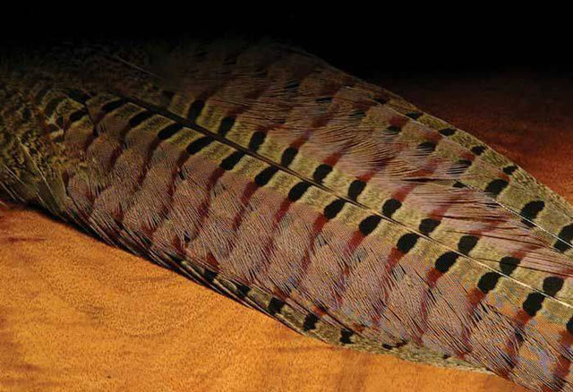 Ringneck Pheasant Center Tail Pairs - The Blue Quill Angler