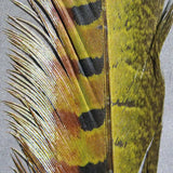 Hareline Ringneck Pheasant Tail Feathers - Olive #263 Hareline Dubbin