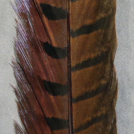 Hareline Ringneck Pheasant Tail Feathers - Brown #40 Hareline Dubbin