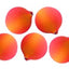 Five apricots arranged on a white background