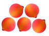 Five apricots arranged on a white background